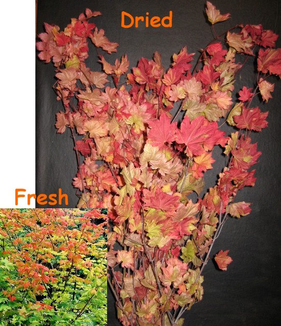 Fall Colored Leaf Branches 80 Stems Per Case